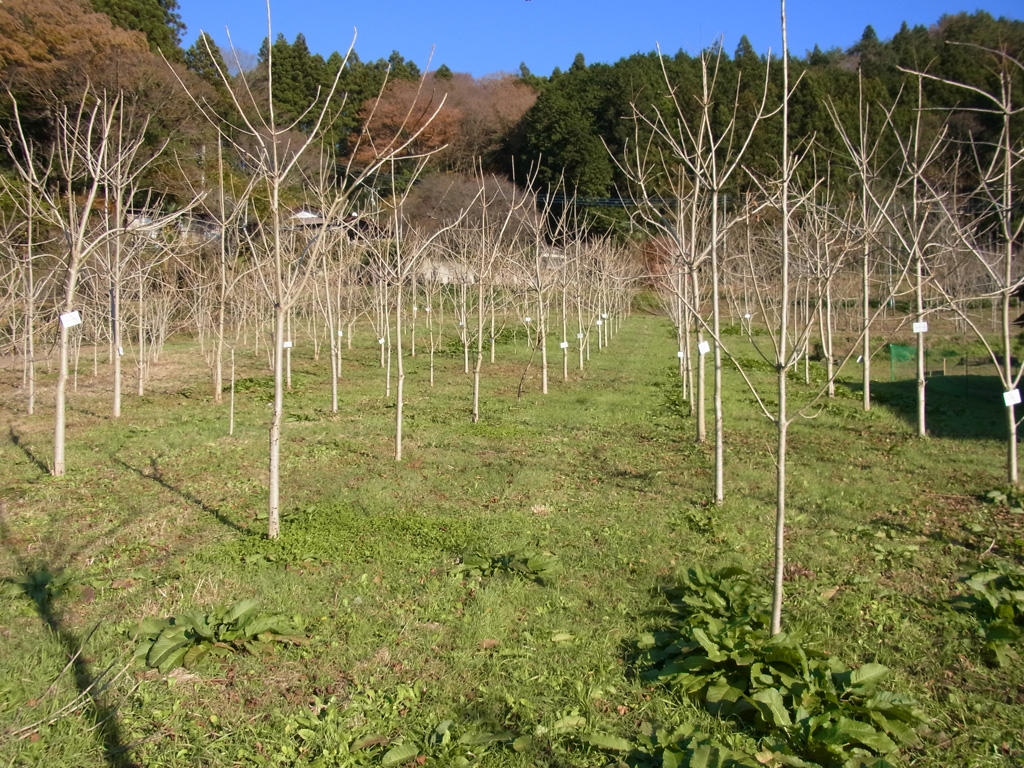 壱木呂の会について
